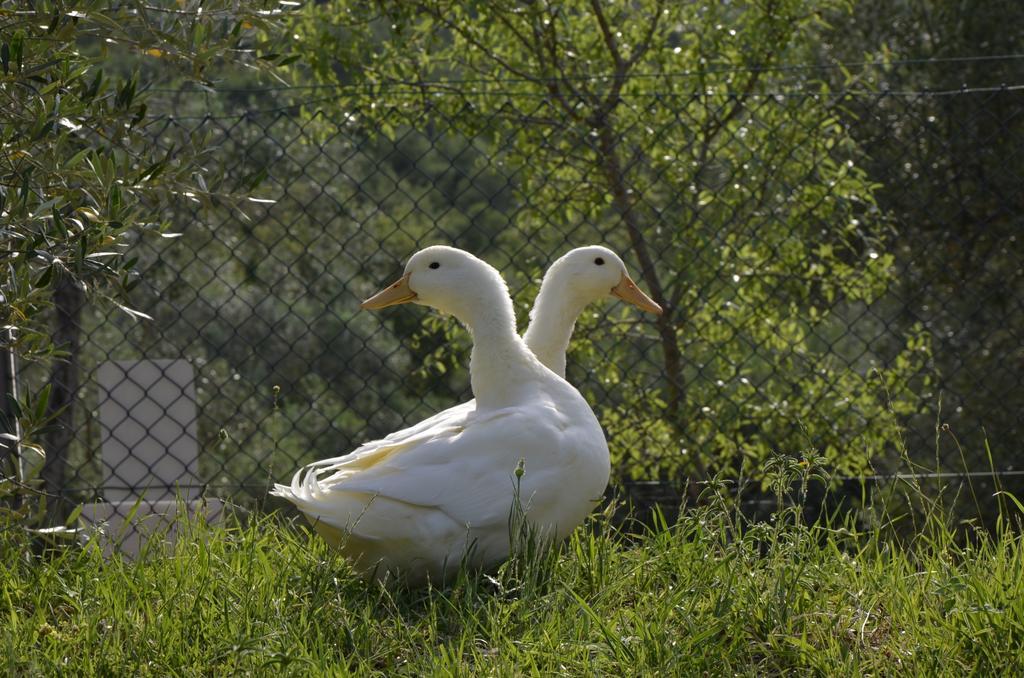 Piccolo Relais Galletto di Marzo Paciano Esterno foto